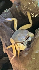Sesarmidae