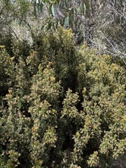 Leptecophylla