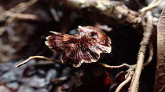 Thelephora caryophyllea