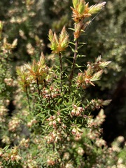 Leptecophylla