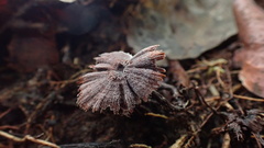 Thelephora caryophyllea