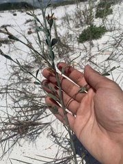 Polygonella macrophylla