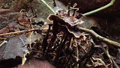 Thelephora caryophyllea