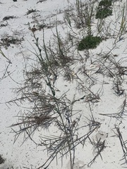 Polygonella macrophylla