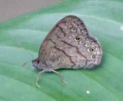 Hermeuptychia hermes