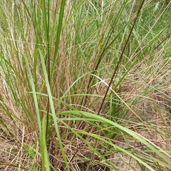 Poa ensiformis