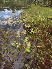 Potamogeton cheesemanii