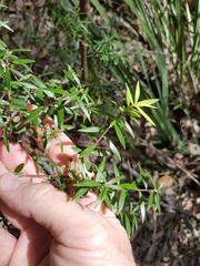 Acrotriche aggregata