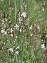 Asphodelus fistulosus