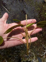 Potamogeton cheesemanii