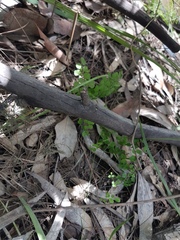 Adiantum aethiopicum