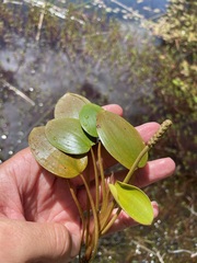 Potamogeton cheesemanii