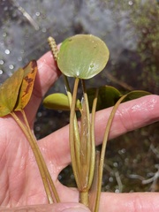 Potamogeton cheesemanii