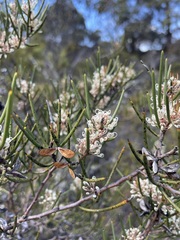 Hakea microcarpa