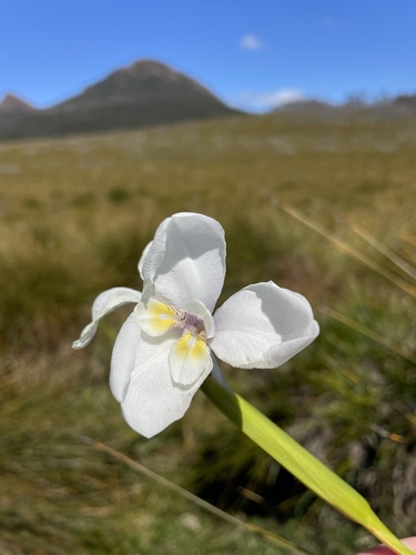 Image of Diplarrena latifolia by (c) Matt Berger, some rights reserved (CC BY)