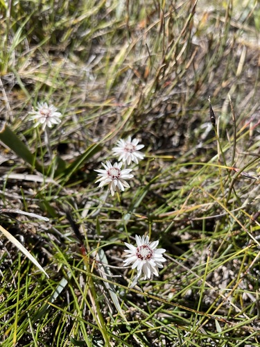 Image of Helichrysum pumilum by (c) Matt Berger, some rights reserved (CC BY)