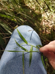 Ottochloa gracillima