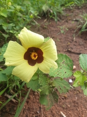 Hibiscus calyphyllus
