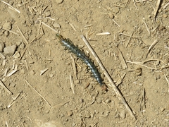Scolopendra