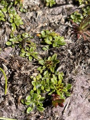 Actinotus suffocatus