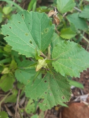 Hibiscus calyphyllus