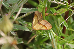 Anachloris subochraria