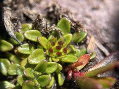 Actinotus suffocatus