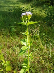 Praxelis clematidea