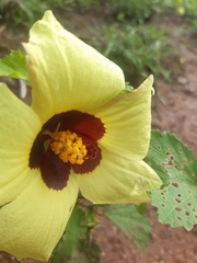 Hibiscus calyphyllus