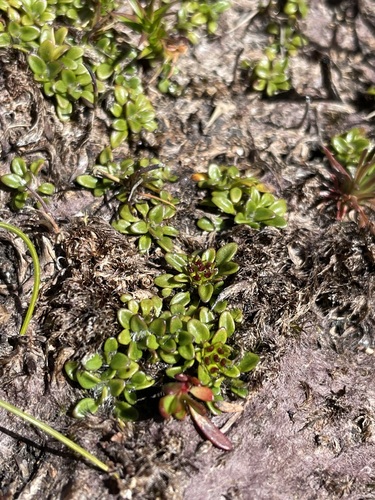 Image of Actinotus suffocatus by (c) Matt Berger, some rights reserved (CC BY)