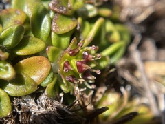 Actinotus suffocatus