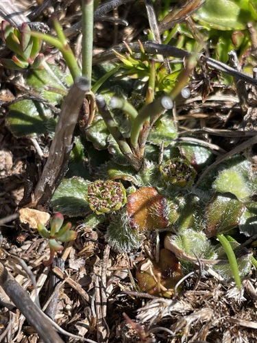 Image of Actinotus bellidioides by (c) Matt Berger, some rights reserved (CC BY)