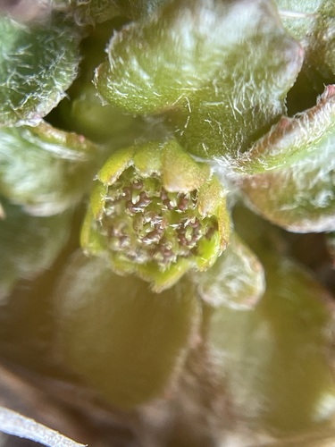 Image of Tiny Flannel Flower (Actinotus bellidioides) by (c) Matt Berger, some rights reserved (CC BY)