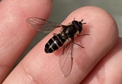 Betasyrphus serarius