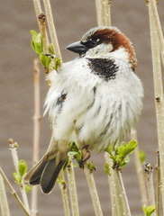 Passer domesticus
