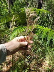 Andropogon virginicus