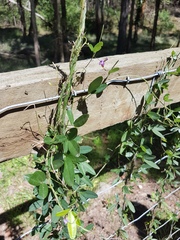Glycine clandestina