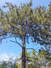 Pinus elliottii