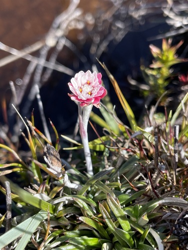 Image of Helichrysum pumilum by (c) Matt Berger, some rights reserved (CC BY)