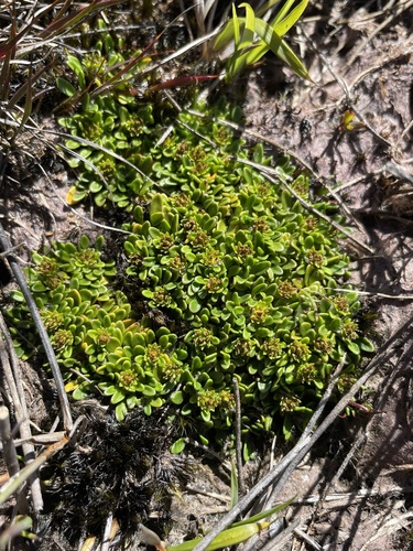 Image of Actinotus suffocatus by (c) Matt Berger, some rights reserved (CC BY)