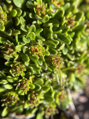 Image of Actinotus suffocatus by (c) Matt Berger, some rights reserved (CC BY)