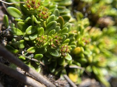 Actinotus suffocatus