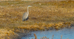 Ardea herodias
