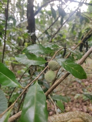 Dichapetalum gelonioides