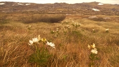 Ranunculus anemoneus