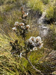 Epacris lanuginosa