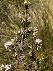 Epacris lanuginosa