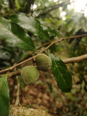 Dichapetalum gelonioides