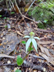 Adenochilus gracilis