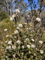 Melaleuca squamea